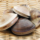 活ハマグリ(殻付き)