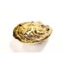 真牡蠣（的矢かき)