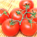 房取り ミディトマト