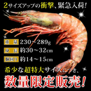 天然シータイガー