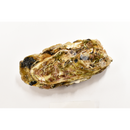 真牡蠣（広田湾M)