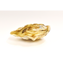 真牡蠣（華漣-かれん-s)