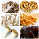 特選キノコ6種セット