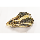 真牡蠣（坂越かき)