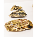 真牡蠣（広田湾M)