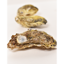 真牡蠣（マルえもんM）