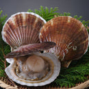 活ホタテ（殻付き）