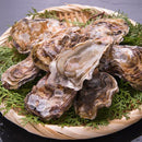真牡蠣（広田湾M)
