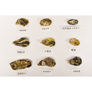 真牡蠣（広田湾M)