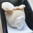 雪嶺茸（ゆきれい茸）