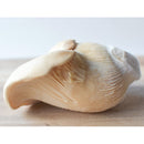 雪嶺茸（ゆきれい茸）