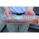 天然シータイガー