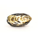 真牡蠣（江戸前オイスター)